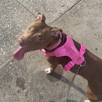 Pit Bull Terrier Dogs Available for Adoption in Philadelphia, Pennsylvania - Spade | PetCurious
