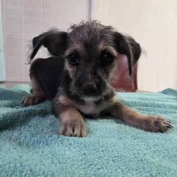 Sleepy -  Chihuahua and Miniature Schnauzer Dog for Adoption in Tylertown, Mississippi - Sleepy | PetCurious