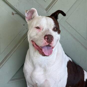 Bunny -  Pit Bull Terrier Dog for Adoption in Dallas, Texas - Bunny | PetCurious