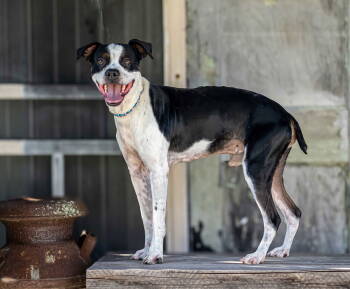 Rescue Boston Terrier Dogs for Adoption in Franklin, Tennessee - OTIS | PetCurious