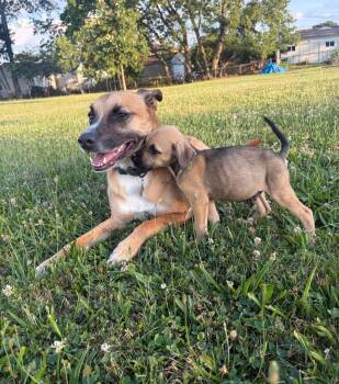 Gus -  Hound Dog for Adoption in Plain City, Ohio - Gus | PetCurious