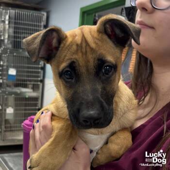 Shepherd Dogs Available for Adoption in Washington, District Of Columbia - Delo | PetCurious