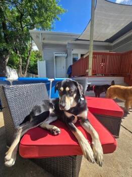 Lil Guy Lou Lover -  German Shepherd Dog and Black Labrador Retriever Dog for Adoption in Friendswood, Texas - Lil Guy Lou Lover | PetCurious