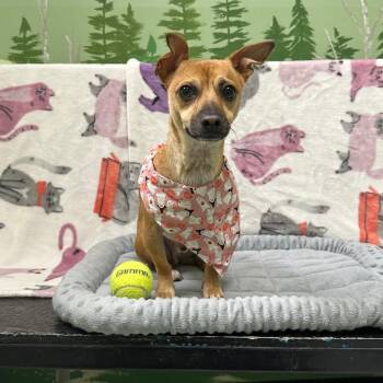 Maximus -  Chihuahua Dog for Adoption in Logan, Utah - Maximus | PetCurious
