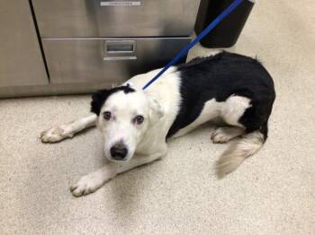 Rescue Australian Shepherd Dogs for Adoption in Riverside, California - ROGER | PetCurious