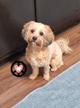 Shih Tzu and Poodle Dogs Available for Adoption - Zoe | PetCurious