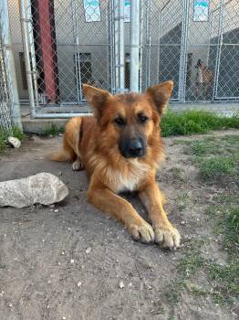 Atlas -  Shepherd Dog for Adoption in Elkhorn, Wisconsin - Atlas | PetCurious