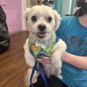 Samy -  Bichon Frise and Mixed Breed Dog for Adoption in Port Richey, Florida - Samy | PetCurious