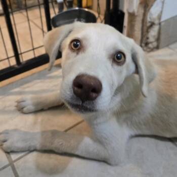 Belle -  Labrador Retriever Dog for Adoption in Mansfield, Texas - Belle | PetCurious