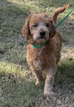 Rescue Miniature Poodle and Pomeranian Dogs for Adoption in Louise, Texas - Rip | PetCurious