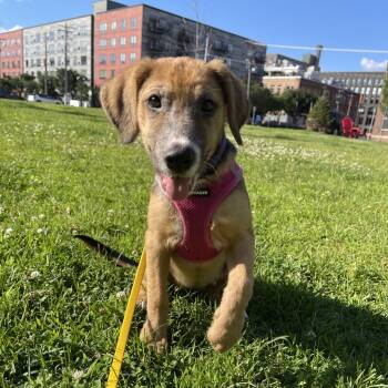 Penny Pincher D70059 -  Australian Shepherd and Shepherd Dog for Adoption in Minnetonka, Minnesota - Penny Pincher D70059 | PetCurious