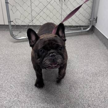Sanchez -  French Bulldog Dog for Adoption in Northbrook, Illinois - Sanchez | PetCurious