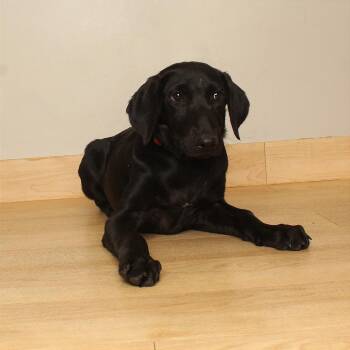 Etta D71170 -  Black Labrador Retriever and Poodle Dog for Adoption in Minnetonka, Minnesota - Etta D71170 | PetCurious