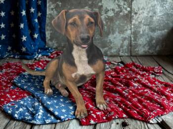 Mabry -  Chihuahua and Beagle Dog for Adoption in Dallas, Georgia - Mabry | PetCurious