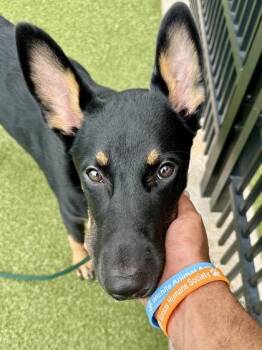 Odin -  Mixed Breed Dog for Adoption in Wichita, Kansas - Odin | PetCurious