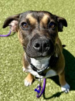 Mixed Breed Dogs Available for Adoption in Wichita, Kansas - Elise | PetCurious