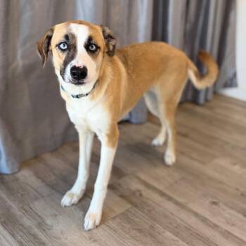 Sierra -  Husky and Mixed Breed Dog for Adoption in Green Bay, Wisconsin - Sierra | PetCurious