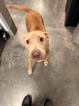 PECAN -  Labrador Retriever and Mixed Breed Dog for Adoption in Brunswick, Georgia - PECAN | PetCurious