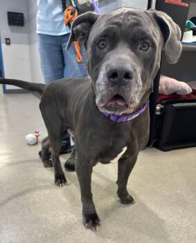 Hank Hill (ID 53100) -  Mastiff Dog for Adoption in Manassas, Virginia - Hank Hill (ID 53100) | PetCurious