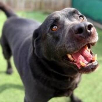 Labrador Retriever and Black Labrador Retriever Dogs Available for Adoption - Coffee | PetCurious