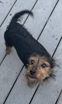 Papi -  Yorkshire Terrier Dog for Adoption in Tonawanda, New York - Papi | PetCurious