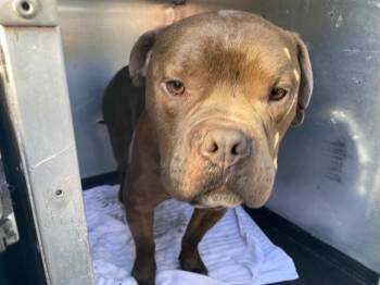 BISHOP -  Pit Bull Terrier Dog for Adoption in Tustin, California - BISHOP | PetCurious