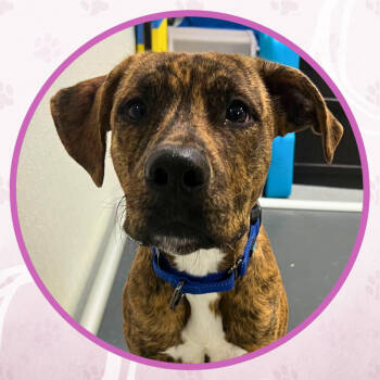 Rescue Mixed Breed Dogs for Adoption in Toms River, New Jersey - Chili Lava | PetCurious