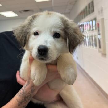 River -  Great Pyrenees and Anatolian Shepherd Dog for Adoption in Ardmore, Oklahoma - River | PetCurious