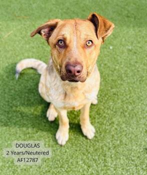 Pointer Dogs Available for Adoption - Douglas | PetCurious