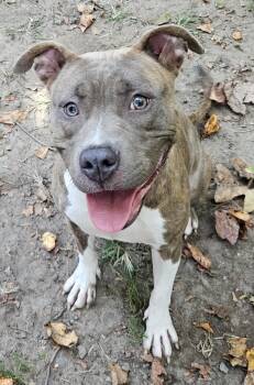 RUBY -  Pit Bull Terrier and Mixed Breed Dog for Adoption in Heathsville, Virginia - RUBY | PetCurious