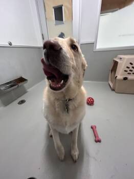 Candy -  Mixed Breed Dog Available for Adoption in Winnipeg, Manitoba - Candy | PetCurious