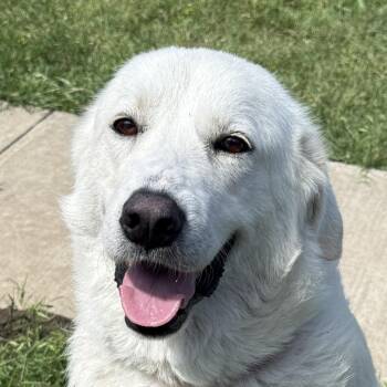 Great Pyrenees Dogs Available for Adoption in Logan, Utah - Brie | PetCurious