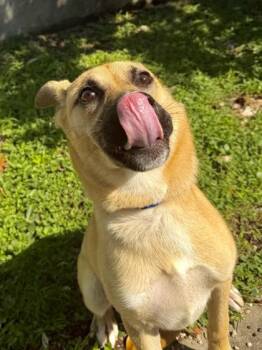 Dog -  Belgian Shepherd Malinois and German Shepherd Dog Dog for Adoption in New Orleans, Louisiana - Dog | PetCurious
