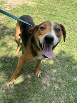 Rescue Treeing Walker Coonhound Dogs for Adoption in Troy, Alabama - Evan | PetCurious