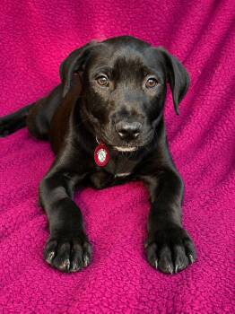 Maverick -  Labrador Retriever Dog Available for Adoption in Nashville, Tennessee - Maverick | PetCurious