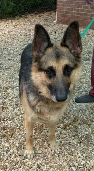 Klondike -  German Shepherd Dog Dog for Adoption in Roswell, Georgia - Klondike | PetCurious