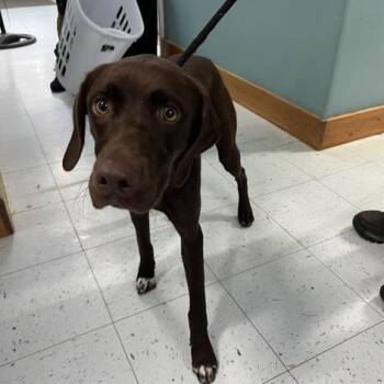 Sequoia -  Mixed Breed Dog for Adoption in Marble, North Carolina - Sequoia | PetCurious