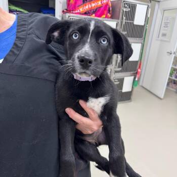 Husky and Black Labrador Retriever Dogs Available for Adoption in Redwood Falls, Minnesota - Emily | PetCurious