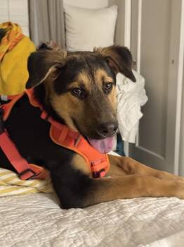 Rescue German Shepherd Dog Dogs for Adoption in Albuquerque, New Mexico - Clove | PetCurious