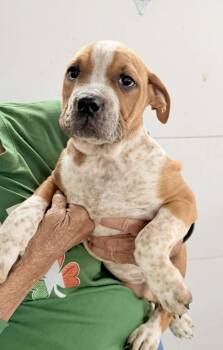 Beagle and American Bulldog Dogs Available for Adoption in Ashville, Ohio - Cake | PetCurious
