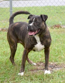 Mixed Breed Dogs Available for Adoption in Kingsland, Georgia - Rose | PetCurious