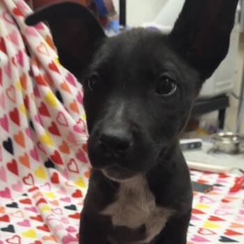 Titus -  Cattle Dog and Mixed Breed Dog for Adoption in Las Vegas, Nevada - Titus | PetCurious