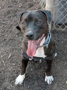 Rumble -  Mixed Breed and Labrador Retriever Dog for Adoption in Austin, Texas - Rumble | PetCurious