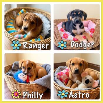 Corgi and Mixed Breed Dogs Available for Adoption in Richardson, Texas - 26-027 Philly | PetCurious