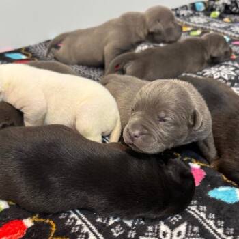 American Staffordshire Terrier Dogs Available for Adoption - ARCHIBALD BRIDGERTON | PetCurious