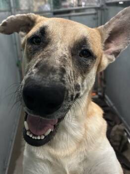 Rescue Shepherd and Mixed Breed Dogs for Adoption in Roseville, California - Sebastian | PetCurious