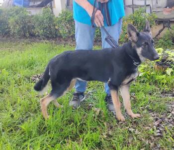 Rescue German Shepherd Dog Dogs for Adoption in Sulphur, Oklahoma - Nala | PetCurious