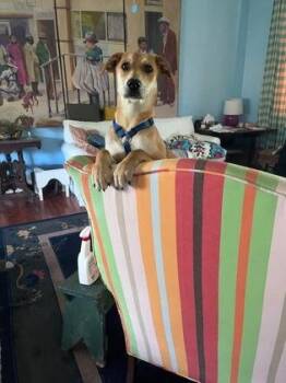 Labrador Retriever and Mixed Breed Dogs Available for Adoption in New Orleans, Louisiana - Blondie | PetCurious