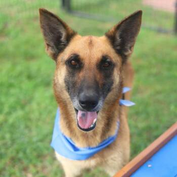 SKY -  German Shepherd Dog Dog Available for Adoption in San Antonio, Texas - SKY | PetCurious