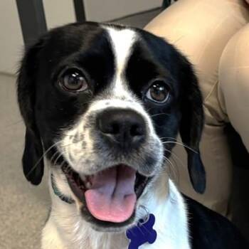 Benson -  Mixed Breed Dog for Adoption in Lansing, Michigan - Benson | PetCurious